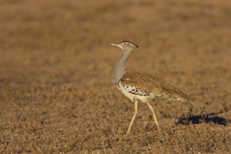 Kori Bustard (Ardeotis kori), Northern Cape, South Africa