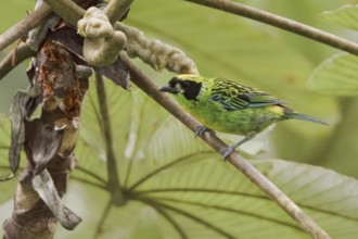Green-and-gold Tanager (Tangara schrankii), Ecuador