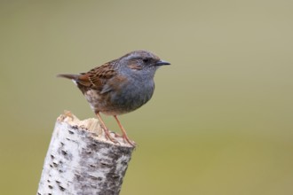 Dunnock (Prunella modularis), Berlin, Germany