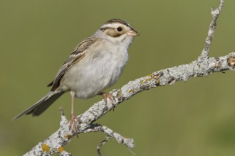 Clay-colored Sparrow (Spizella pallida), Manitoba, Canada