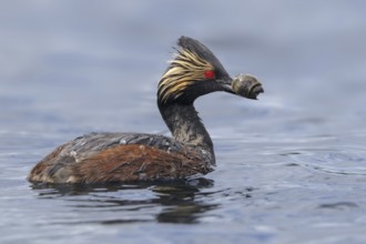 Black-necked Grebe (Podiceps nigricollis), Alberta, Canada