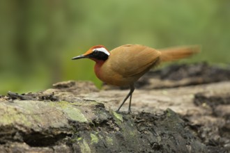 Rail-babbler (Eupetes macrocerus), Pahang, Malaysia