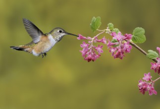 Rufous Hummingbird (Selasphorus rufus) female, British Columbia, Canada