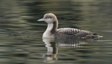 Pacific Loon (Gavia pacifica), British Columbia, Canada