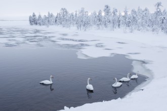 Whooper Swan (Cygnus cygnus) group, Finland
