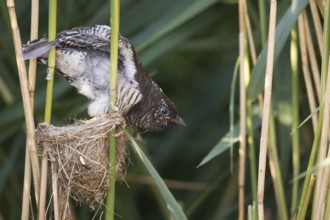 Common Cuckoo (Cuculus canorus) juvenile in nest of Eurasian Reed Warbler, Saxony-Anhalt, Germany