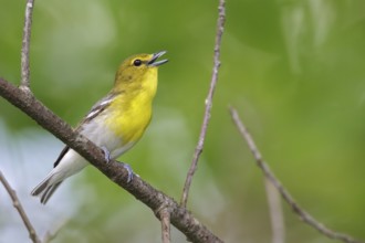 Yellow-throated Vireo (Vireo flavifrons) perched on a branch in southern Ontario, Canada