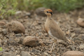 Temminck's Courser (Cursorius temminckii), Mpumalanga, South Africa