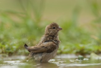 Southern Grey-headed Sparrow (Passer diffusus) bathing, Mpumalanga, South Africa