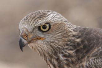 Pale Chanting Goshawk (Melierax canorus) juvenile, Northern Cape, South Africa