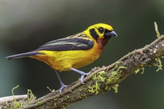 Golden Tanager (Tangara arthus) perched on a branch in Manu National Park, Peru