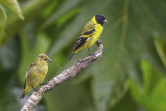 Hooded Siskin (Carduelis magellanica) perched on a branch in Manu National Park, Peru