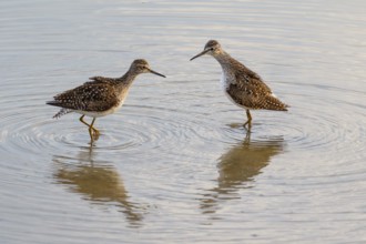 Wood Sandpiper (Tringa glareola), Mallorca, Spain