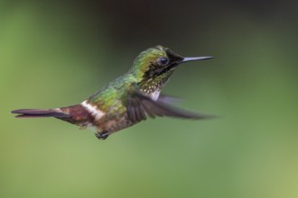 Festive Coquette (Lophornis chalybeus) flying and feeding at a flower in the Atlantic rainforest of