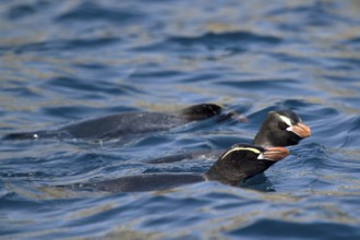 Erect-crested Penguin (Eudyptes sclateri), Antipodes Island, New Zealand