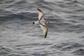 Broad-billed Prion (Pachyptila vittata) flying, South Pacific Ocean, New Zealand