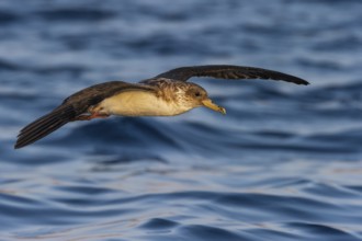 Cory's Shearwater (Calonectris borealis) flying, Eilat, Israel