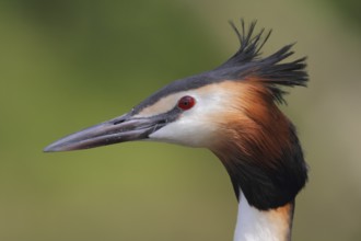 Great Crested Grebe (Podiceps cristatus), North Rhine-Westphalia, Germany