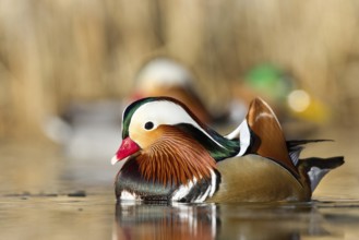 Mandarin Duck (Aix galericulata) male, St. Gallen, Switzerland