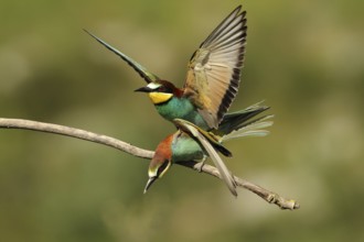 European Bee-eater (Merops apiaster) pair mating, Piedmont, Italy
