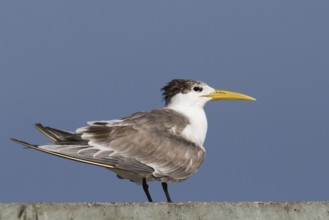 Greater Crested Tern (Thalasseus bergii), Oman
