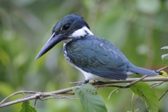 Amazon Kingfisher (Chloroceryle amazona), Pantanal, Brazil