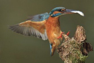 Common Kingfisher (Alcedo atthis) female flying, Bavaria, Germany