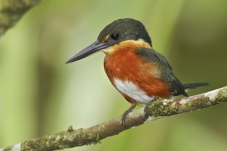 American Pygmy Kingfisher (Chloroceryle aenea), Ecuador