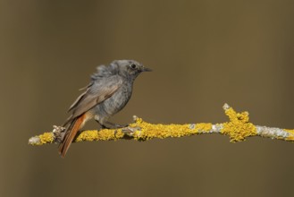 Black Redstart (Phoenicurus ochruros) male, Poland