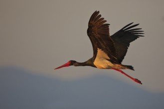 Black Stork (Ciconia nigra) flying, Greece