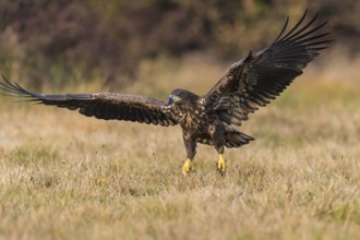 White-tailed Eagle (Haliaeetus albicilla) flying, Kutno, Poland