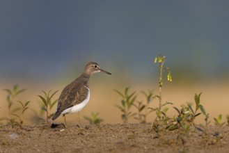 Common Sandpiper (Actitis hypoleucos), North Rhine-Westphalia, Germany
