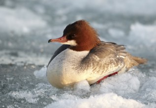 Common Merganser (Mergus merganser) female, Mecklenburg-Western Pomerania, Germany