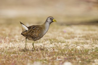 Sora (Porzana carolina), California, USA