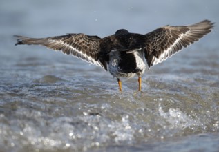 Purple Sandpiper (Calidris maritima), Schleswig-Holstein, Germany