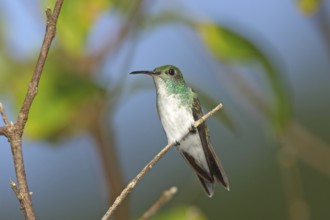 Mangrove Hummingbird Amazilia boucardi Quepos, Costa Rica 1 November Adult Female Trochilidae
