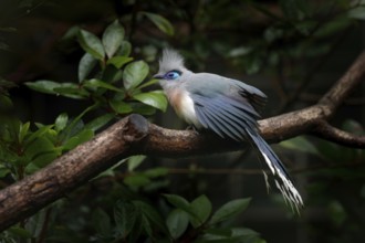 Crested Couna, Coua cristata, rare grey and blue bird with crest, in nature habitat. Couca sitting