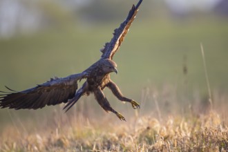 Lesser Spotted Eagle (Clanga pomarina) approaching, Mecklenburg-Western Pomerania, Germany
