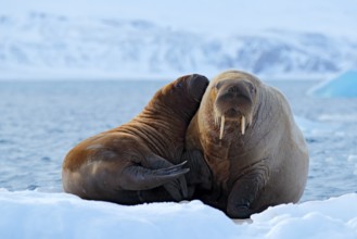 Mother with cub. Young walrus with female. Winter Arctic landscape with big animal. Family on cold