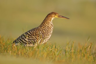 Bird in grass. Evening sun, Rufescent Tiger-Heron, Tigrisoma lineatum, motteled bird with evening