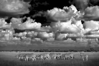 Zebra with blue storm sky. Burchell's zebra, Equus quagga burchellii, Nxai Pan National Park,