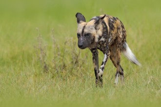 African wild dog, walking in the green grass, Okacango deta, Botswana, Africa. Dangerous spotted