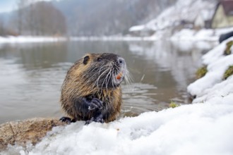 Nutria, wide angle with habitat. Nutria, Myocastor coypus, winter mouse with big tooth in the snow,