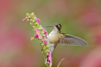Hummingbird drinking nectar from pink flower. Hummingbird sucking nectar. Feeding scene with