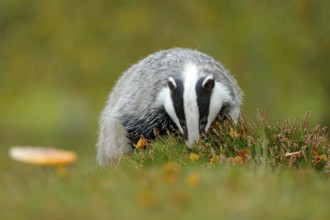 Badger, Meles meles, animal in wood. European badger, autumn pine green forest. Wild Mammal