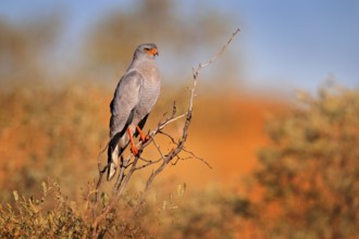 Pale chanting goshawk, Melierax canorus, bird of prey from Kalahari desert hunting rodents.