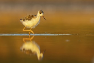 Black-winged Stilt (Himantopus himantopus) juvenile foraging, North Rhine-Westphalia, Germany