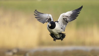 Barnacle Goose (Branta leucopsis) flying, Netherlands