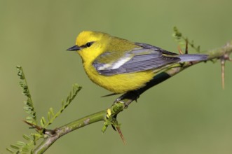 Blue-winged Warbler (Vermivora cyanoptera), Texas, USA