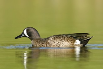 Blue-winged Teal (Spatula discors) male, Texas, USA